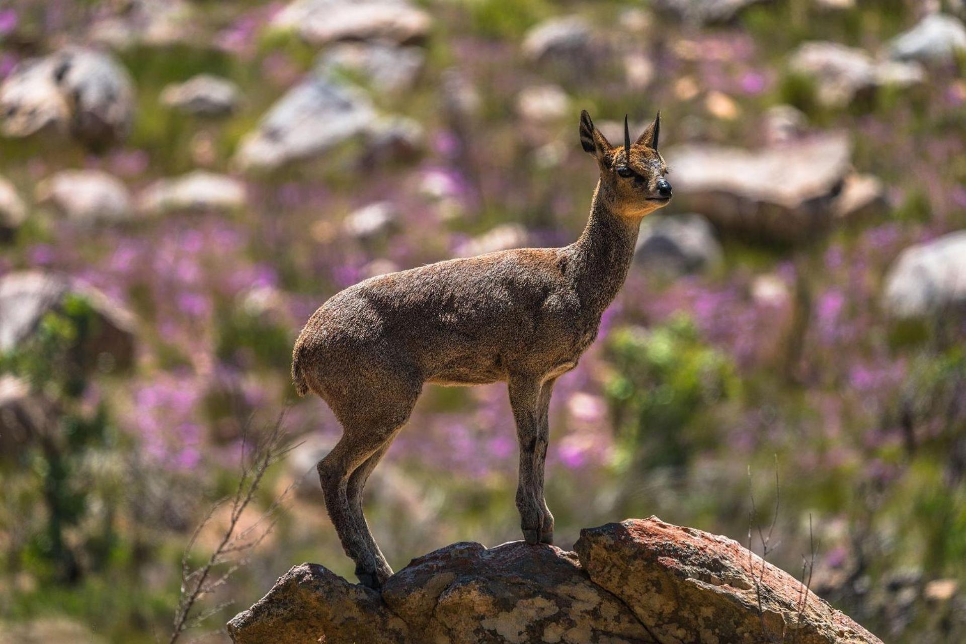 Willa Simbavati Cederberg Ridge Clanwilliam Zewnętrze zdjęcie
