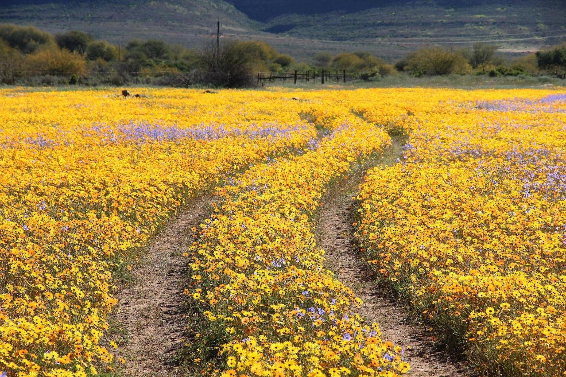 Willa Simbavati Cederberg Ridge Clanwilliam Zewnętrze zdjęcie