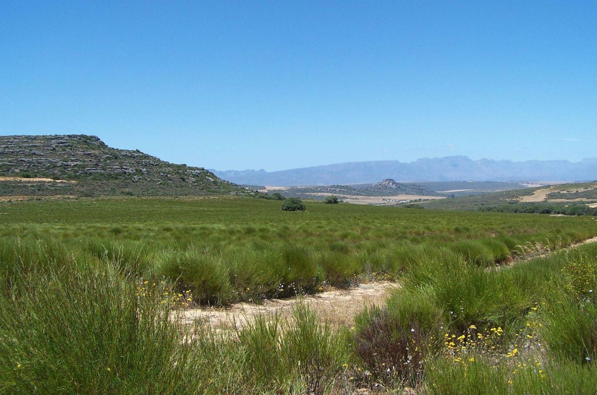Willa Simbavati Cederberg Ridge Clanwilliam Zewnętrze zdjęcie